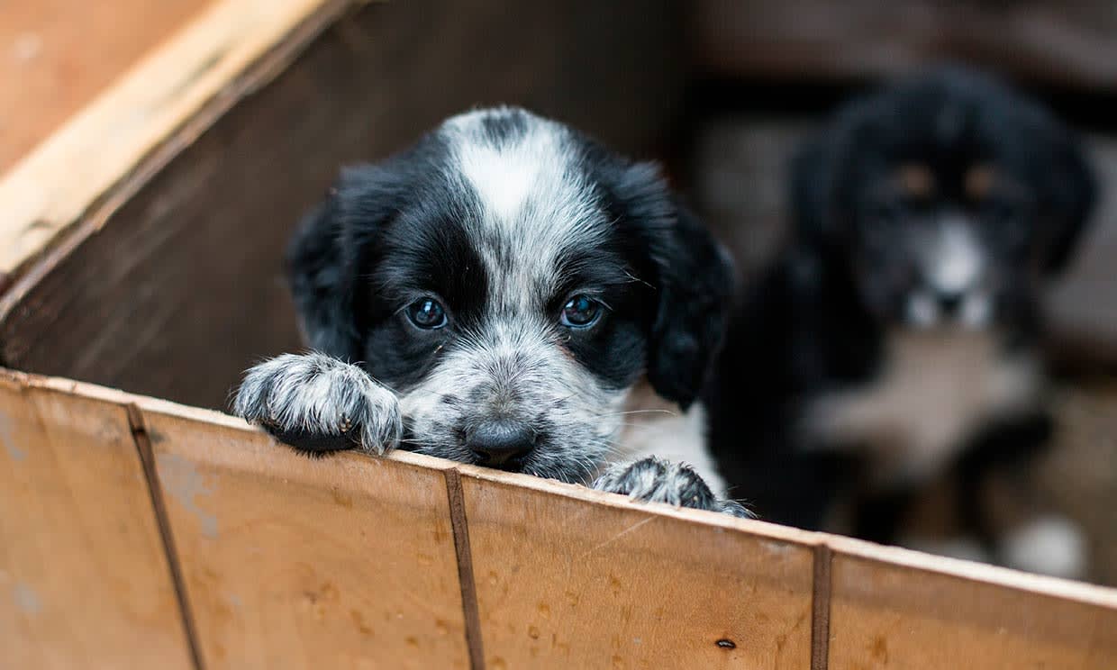 Revista Dogue del CEBIAM lanza catálogo de adopciones caninas