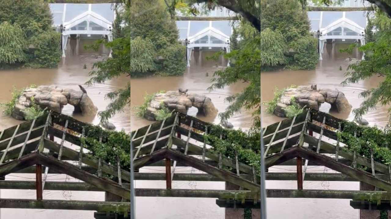 VIDEO: Inundaciones provocan escape de un león marino en zoológico de Nueva York