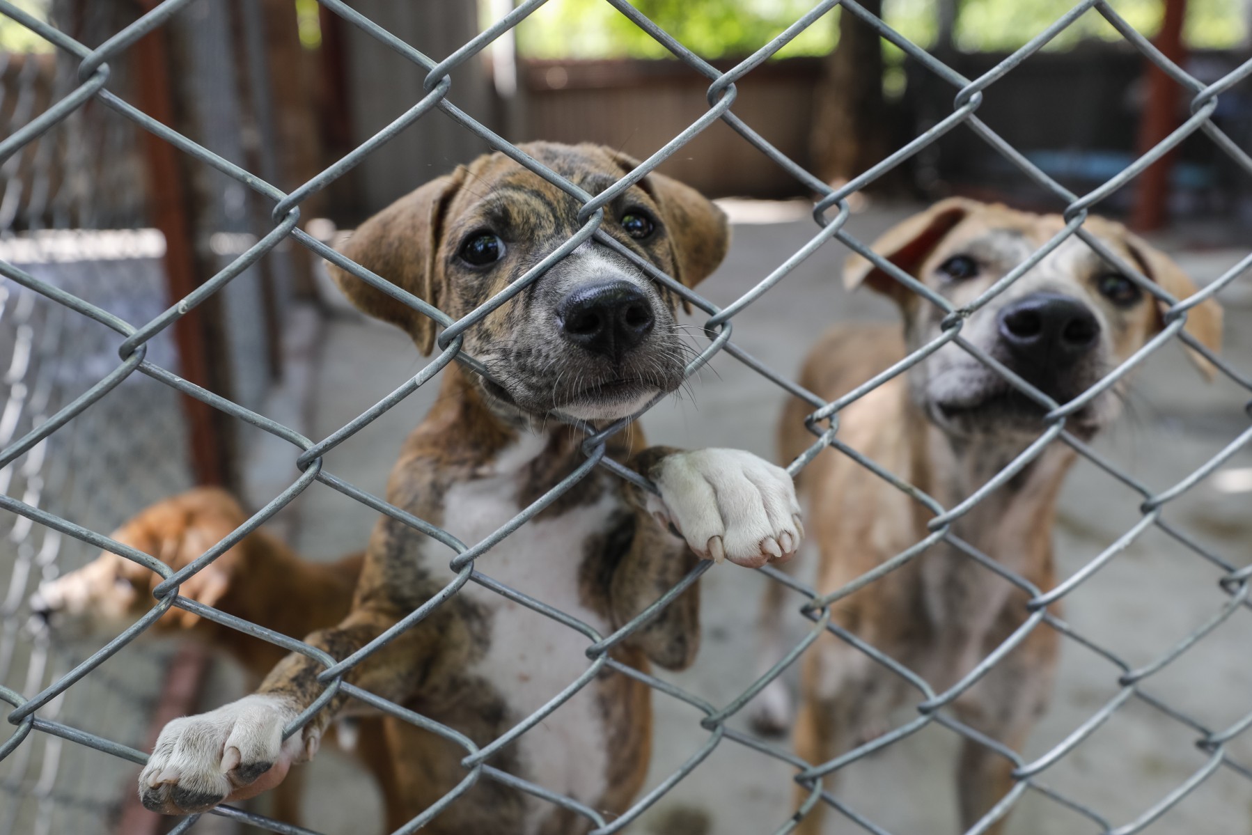 Vinculan a proceso por maltrato animal a dueño de canino ahorcado en Chetumal