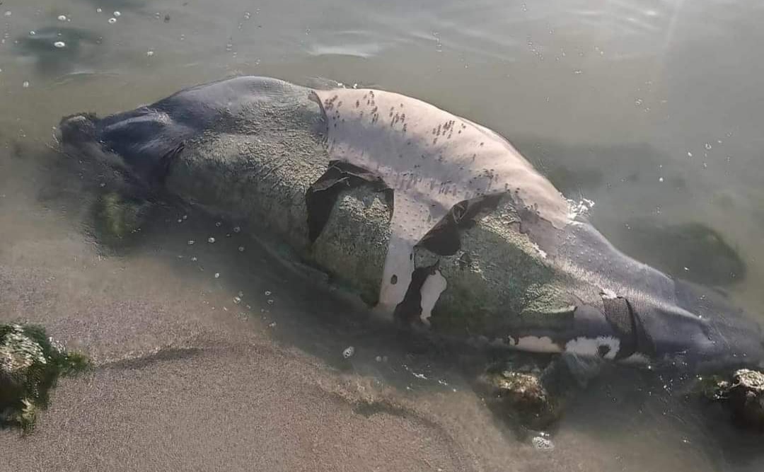 Hallan cadáver en descomposición de un manatí en la Bahía de Chetumal