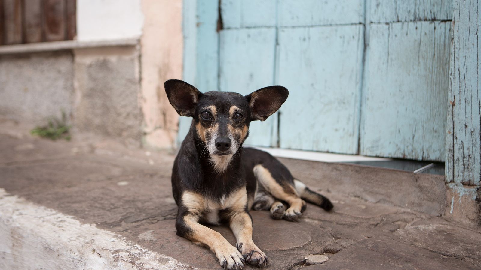 Aumenta preocupación por casos de robo y secuestro de mascotas en Cozumel