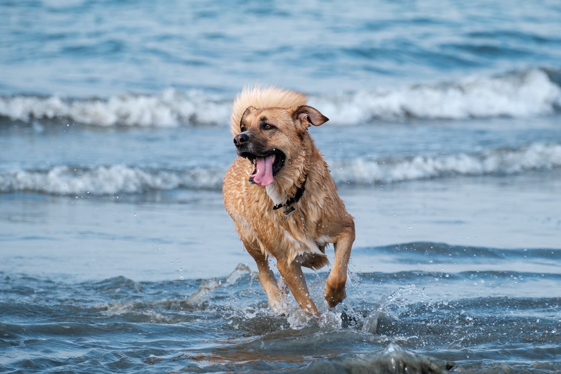 No descartan creación de playa 'Pet Friendly’ en Solidaridad: Mendicuti