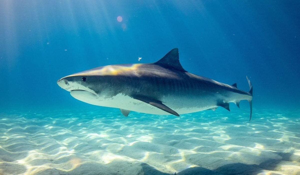 Rescatan a pescador tras ataque de tiburón en Banco Chinchorro