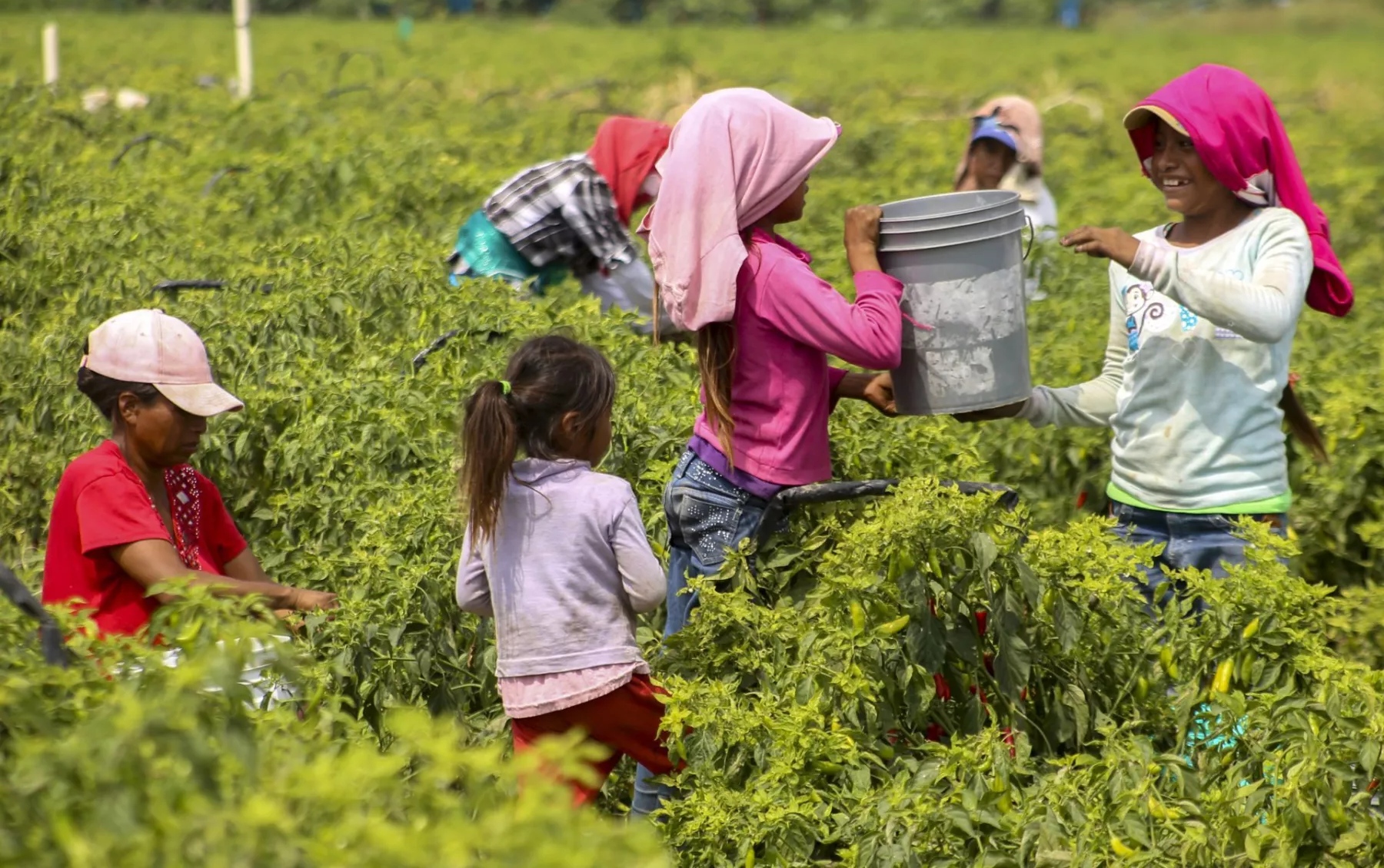 Quintana Roo, único estado de la Península en reducir el trabajo infantil