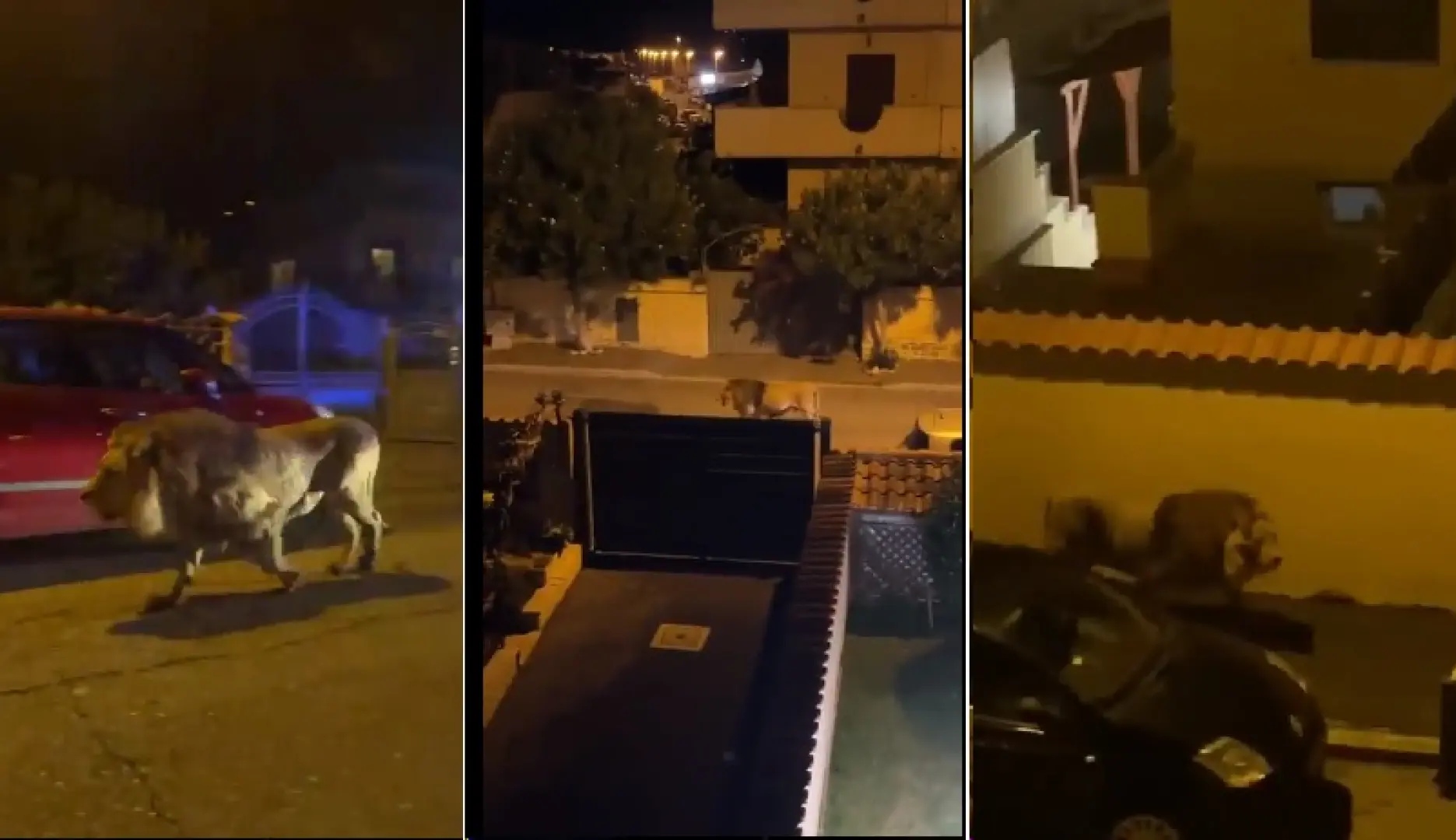 VIDEO: León se escapa de un circo en Italia y se pasea por las calles