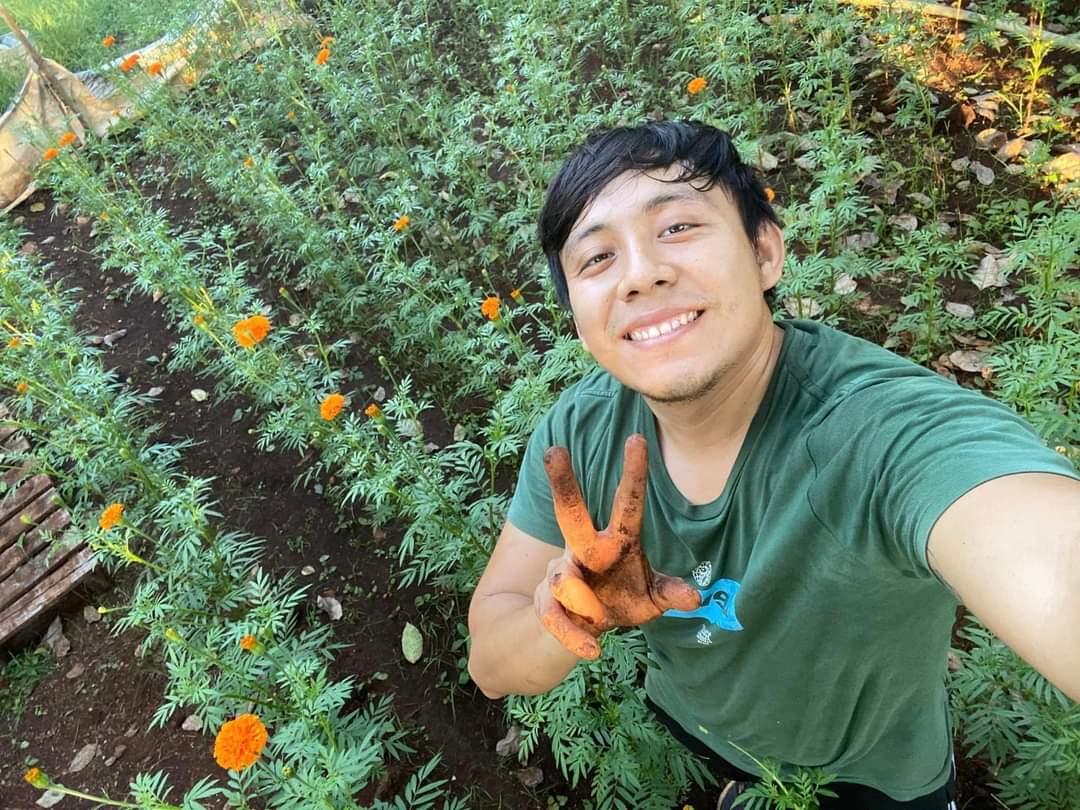 Joven de Campeche logra florecer su mini campo de cempasúchil