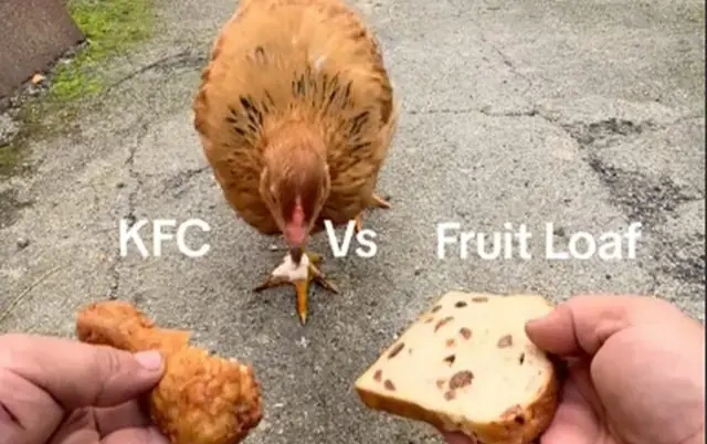 VIDEO: Gallina causa sensación en TikTok por comer pollo KFC