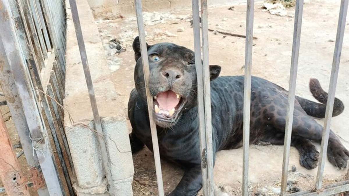 Jaguar ataca a niña y le arranca brazo en un rancho de Chihuahua