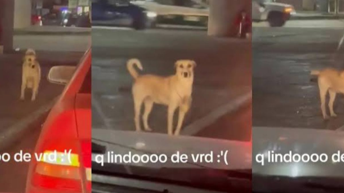 VIDEO: Captan a perrito pidiendo dinero en semáforo para ayudar a su dueña discapacitada en SLP