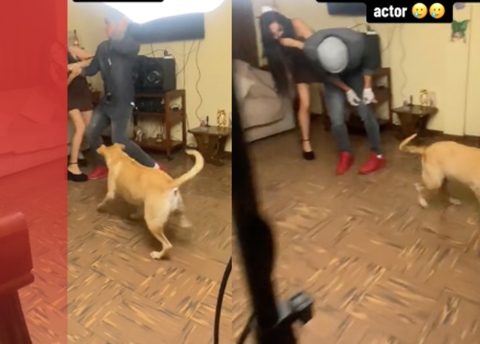 Perrito muerde a actor en plena pelea falsa; pensó que mujer era agredida y la defendió | VIRAL