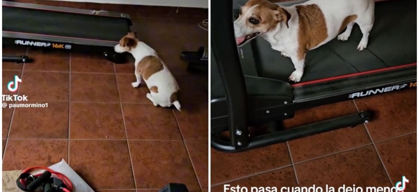 Perrita se vuelve viral en TikTok por su amor a hacer ejercicio en una caminadora