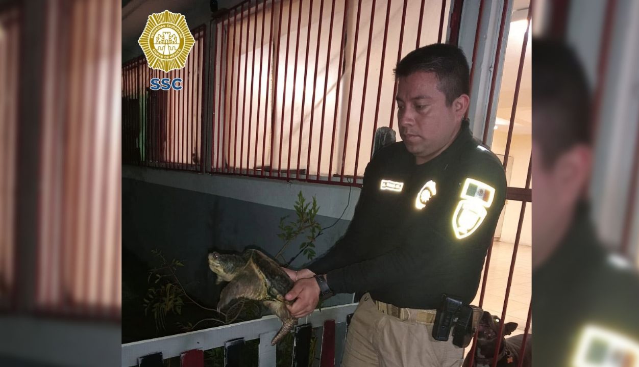 Rescatan a tortuga caimán que fue abandonada en un parque