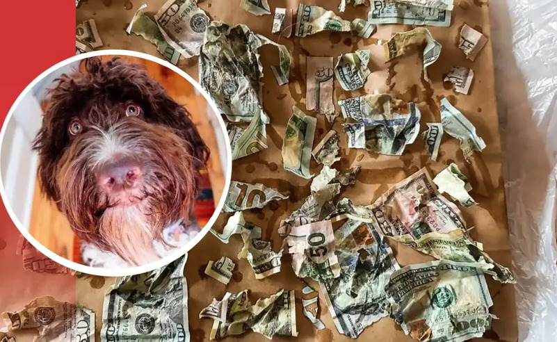 Perro tiene hambre y se come más de 67 mil pesos de sus dueños