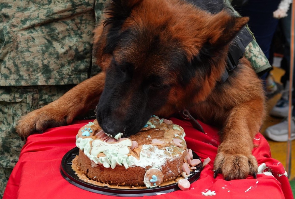 Arkadas, perrito rescatista donado por Turquía, festeja cumpleaños con todo y pastel