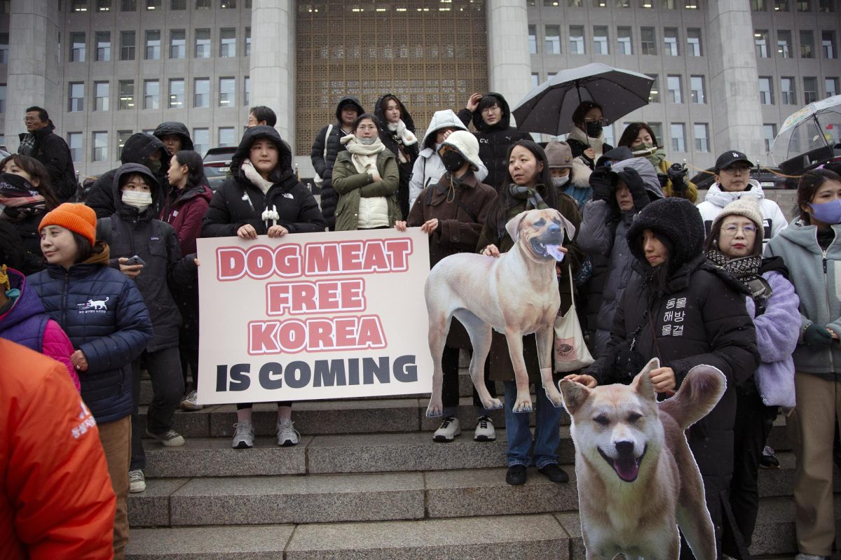 Prohíben consumo de carne de perro a partir del 2027 en Corea del Sur