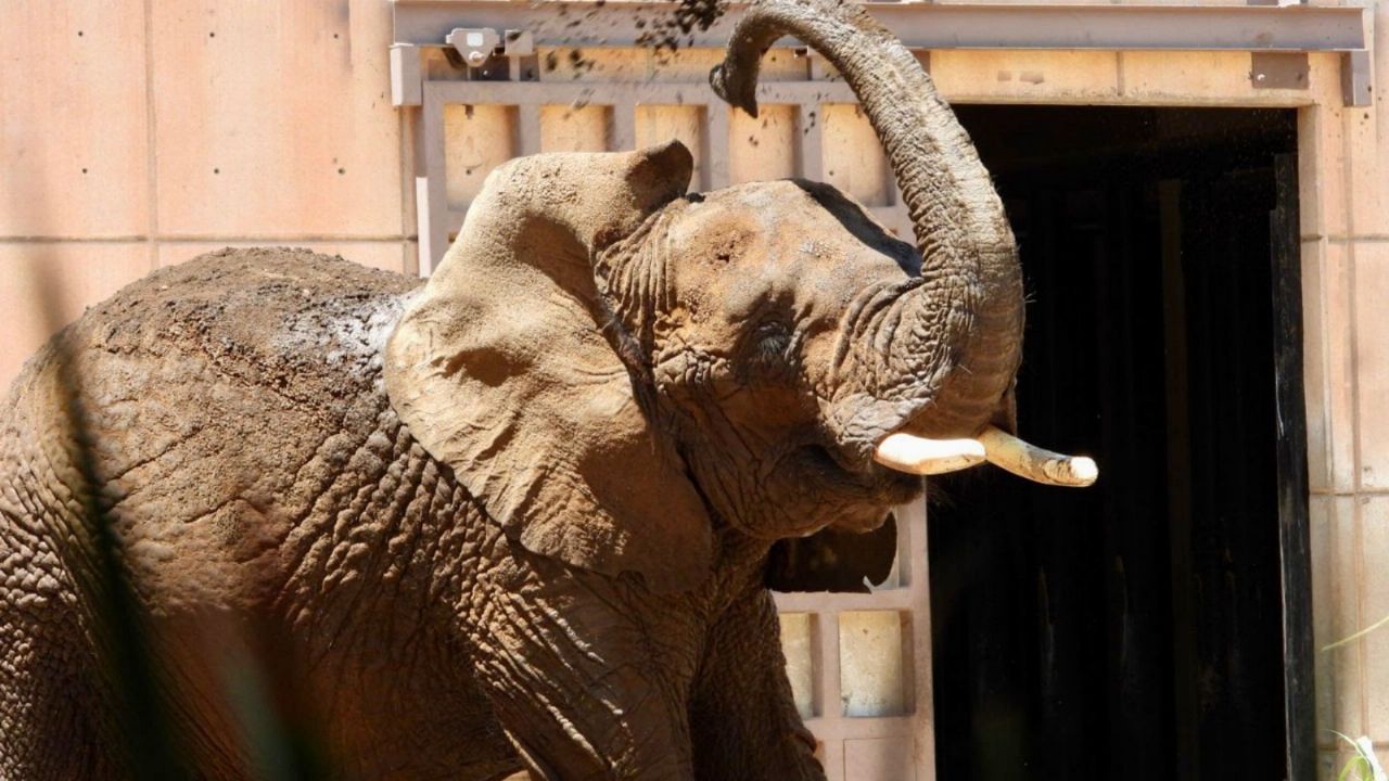 No solo es jirafa Benito: Piden trasladar a Ely, la elefanta del zoológico Aragón