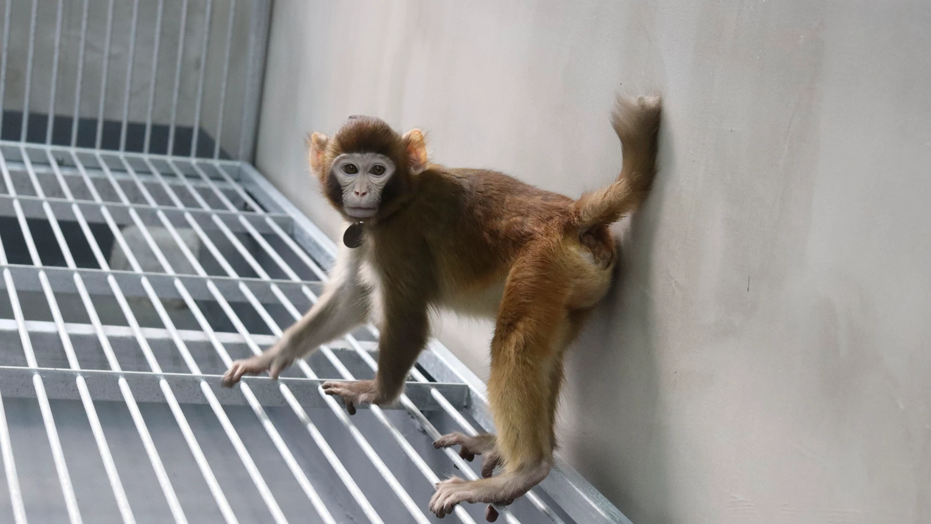 Científicos clonan con éxito un mono rhesus en China