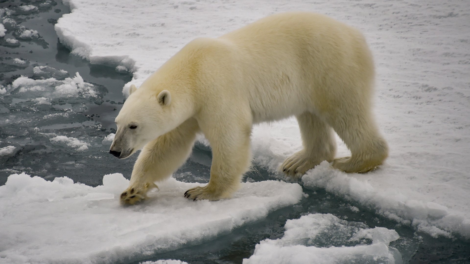 Oso polar muere por gripe aviar en Alaska; el primer caso en su especie