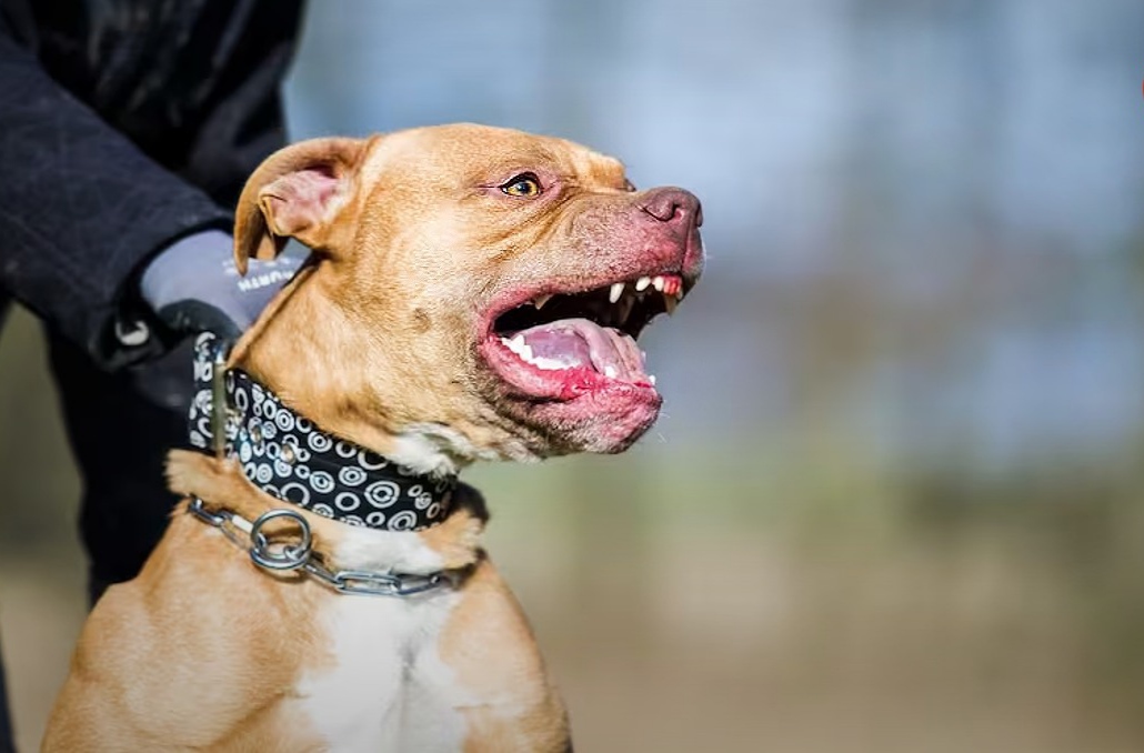 Defensora de animales murió tras ser atacada por sus dos perros pitbull