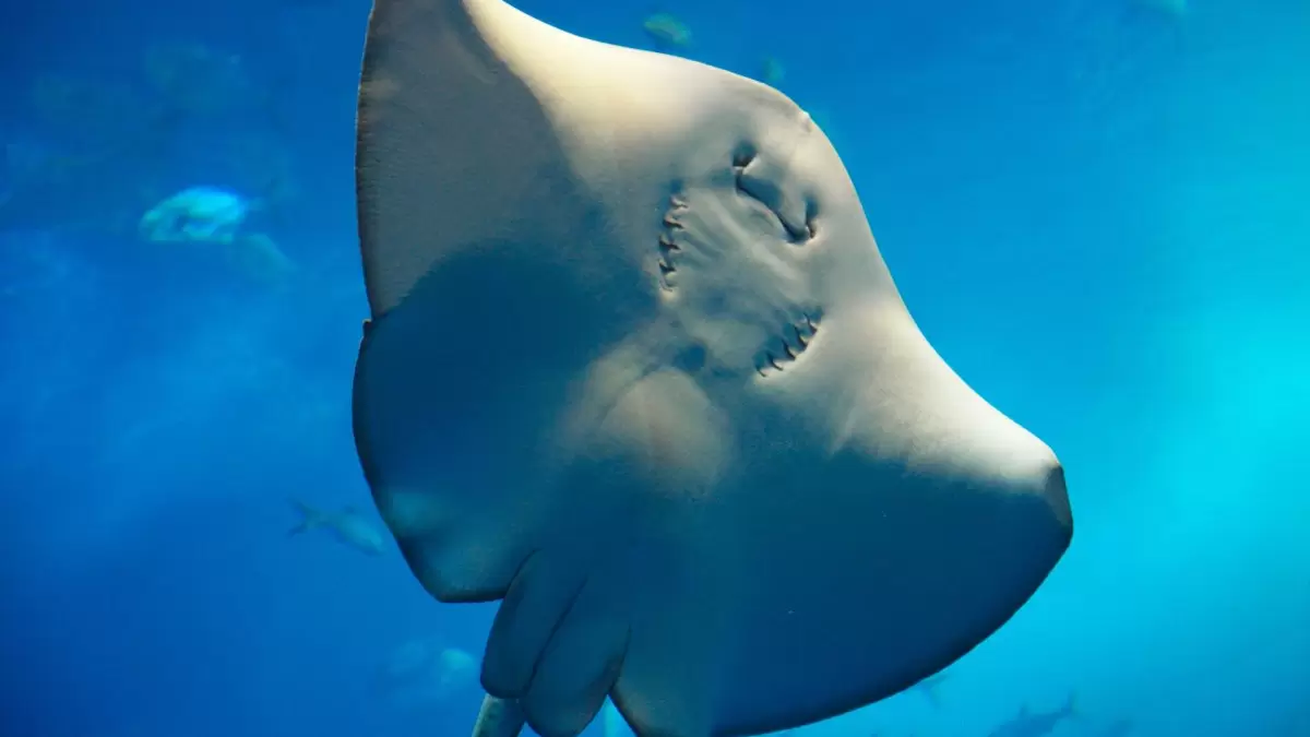 Misterio de la biología: Mantarraya estaría embarazada de un tiburón