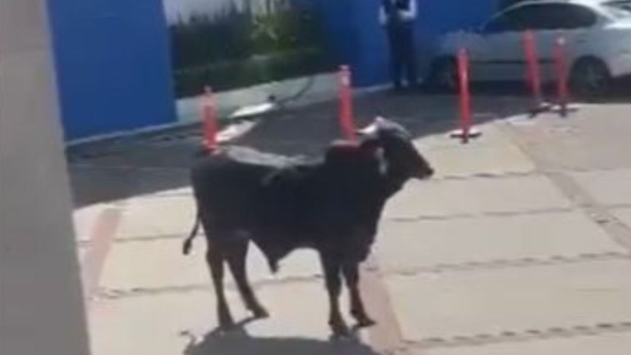 VIDEO: Capturan a toro que ingresó a la Universidad La Salle en Tlalpan