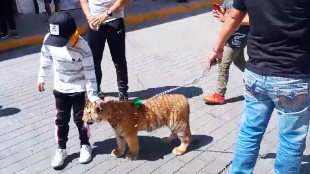 VIDEO: Captan a hombre paseando un cachorro de tigre en Tulancingo, Hidalgo