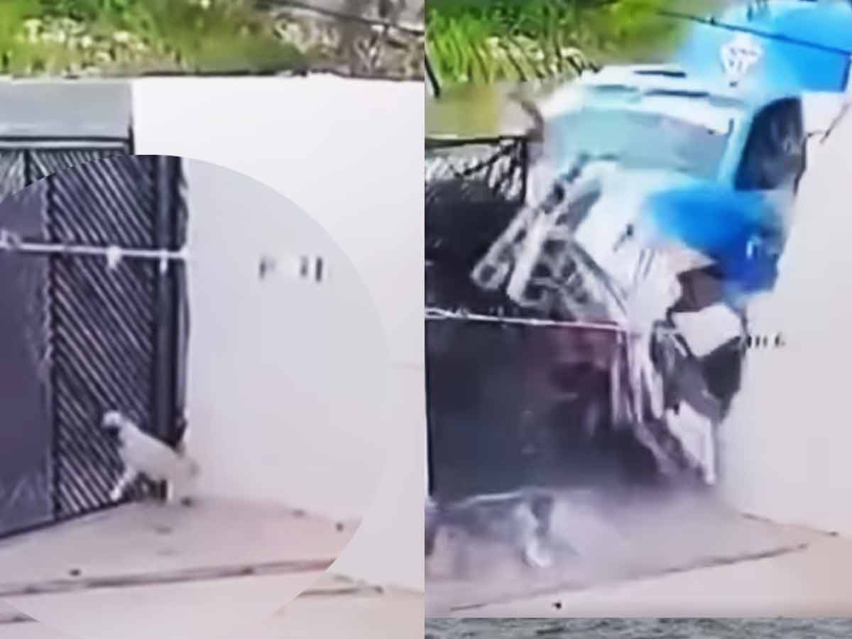 VIDEO: Cámara capta el momento en que un perrito se salva de ser aplastado por pipa de gas