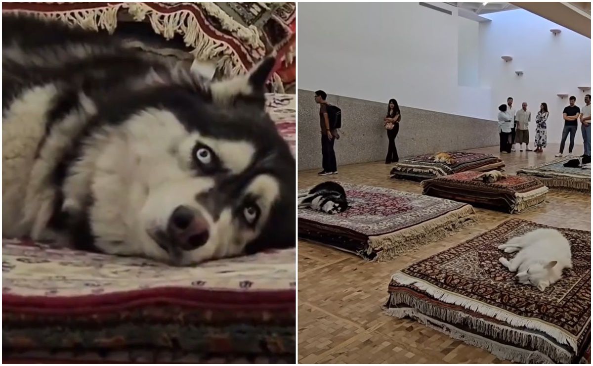 Performance con perros en Museo Tamayo genera polémica; autoridades piden no repetirlo