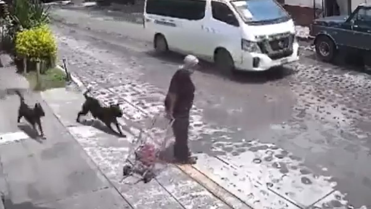 VIDEO: Jauría de perros ataca a abuelita en Querétaro