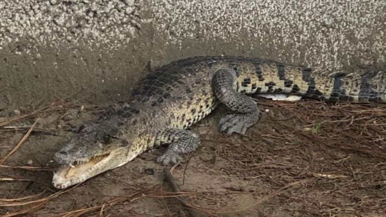 Cocodrilo de 3 metros ataca a hombre en laguna de Tampico: fue operado tras casi perder la pierna