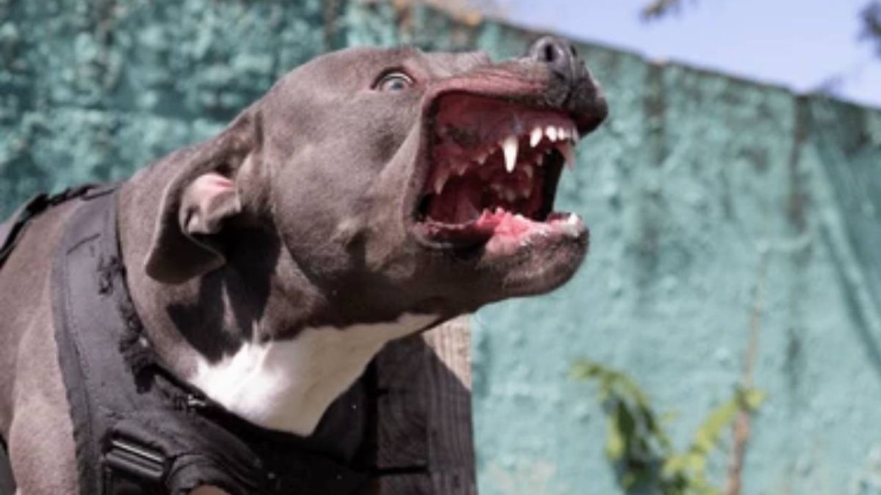 Perro pitbull mata a su dueño, un anciano de 93 años, mientras lo alimentaba