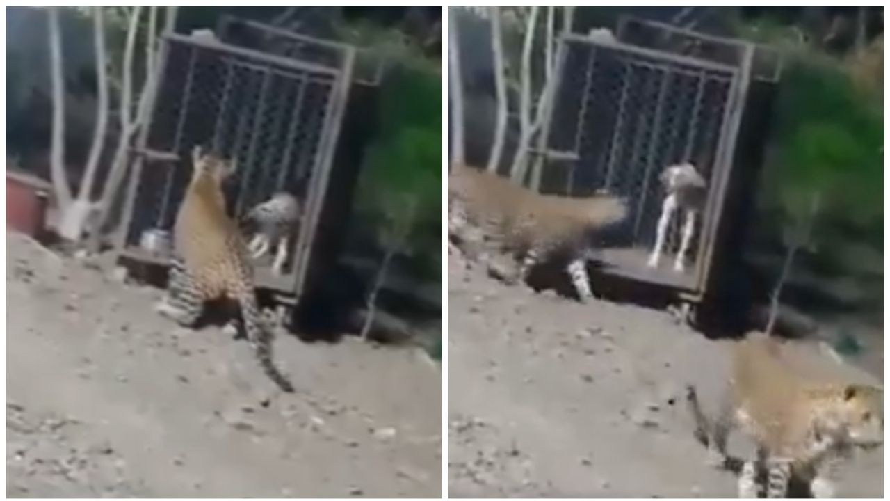 VIDEO: Pareja de jaguares causa pánico en calles de Cancún, matan a perrito para alimentarse