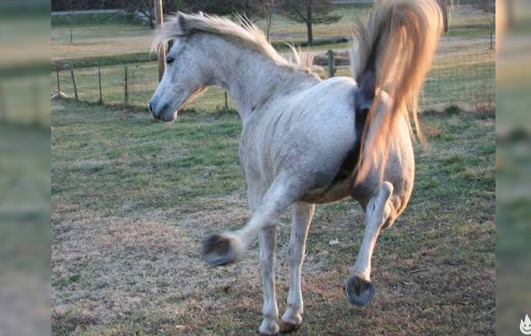 Niño de 3 años murió tras ser pateado por el caballo de su papá en Veracruz