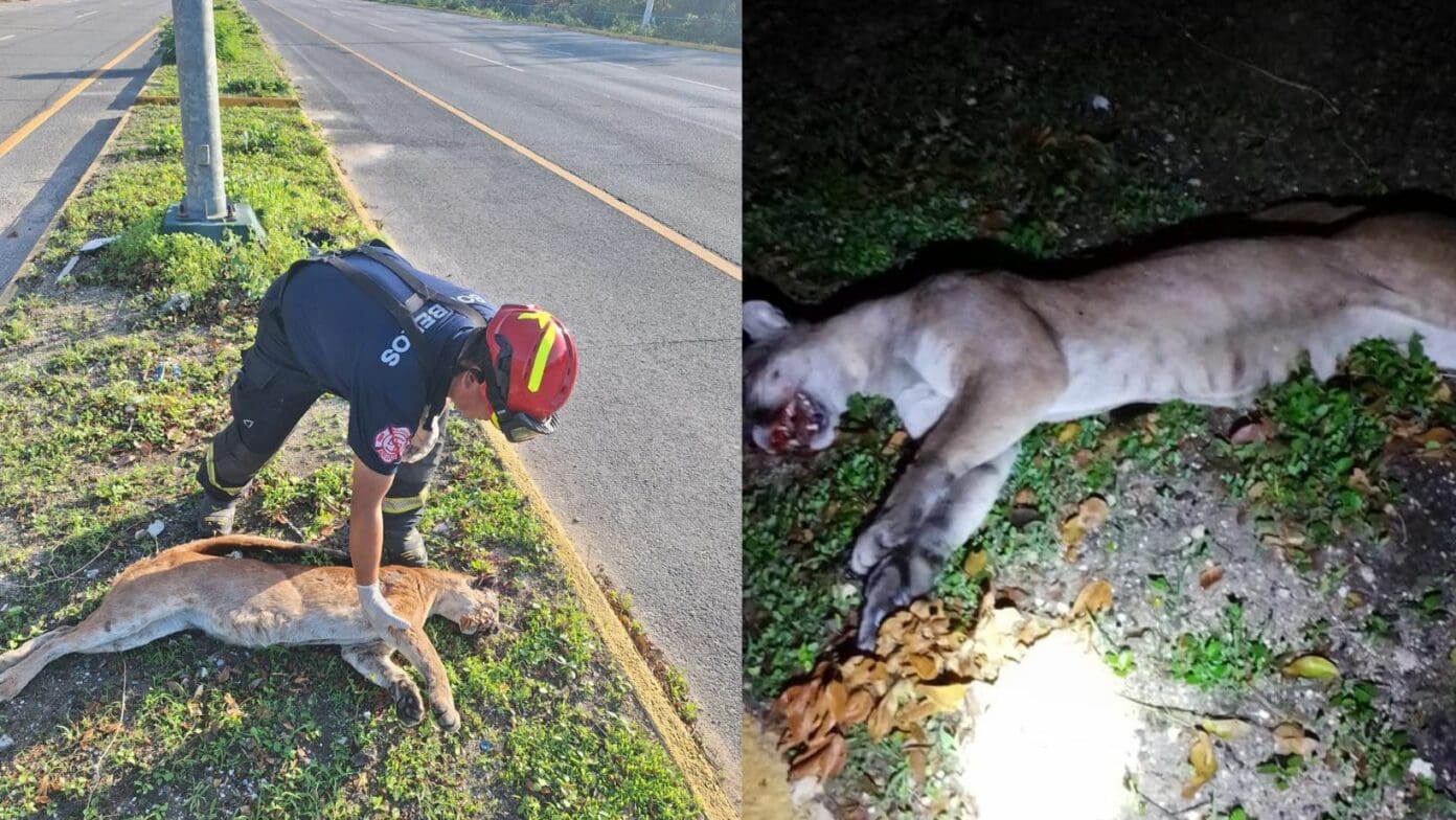 Atropellan a puma en la carretera federal cerca de Xpu-Ha