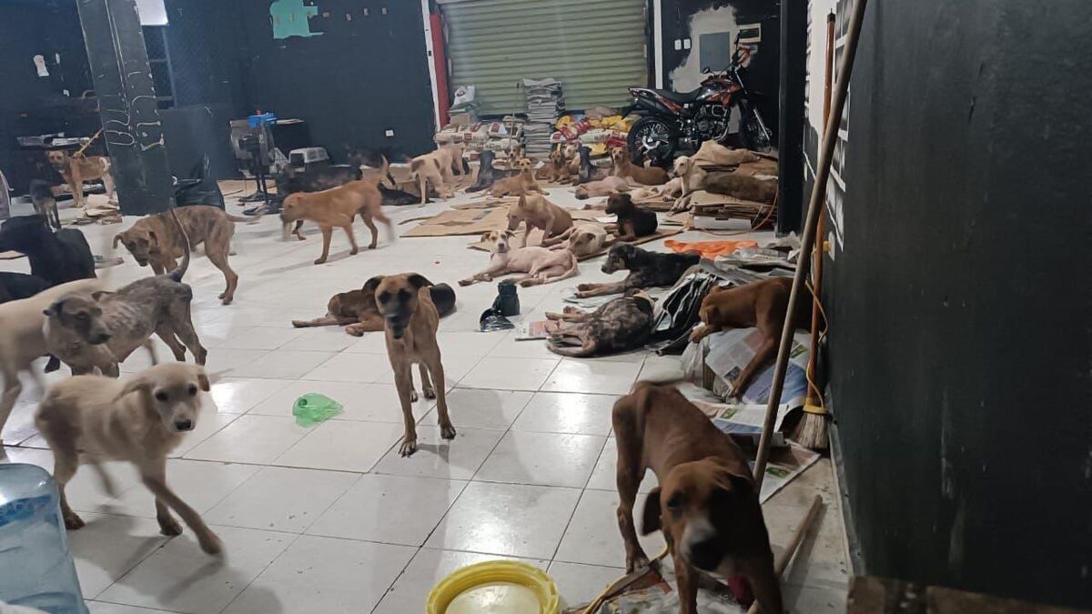 Huracán Beryl: Así salvaron a perritos de "Cachorrilandia" en Quintana Roo