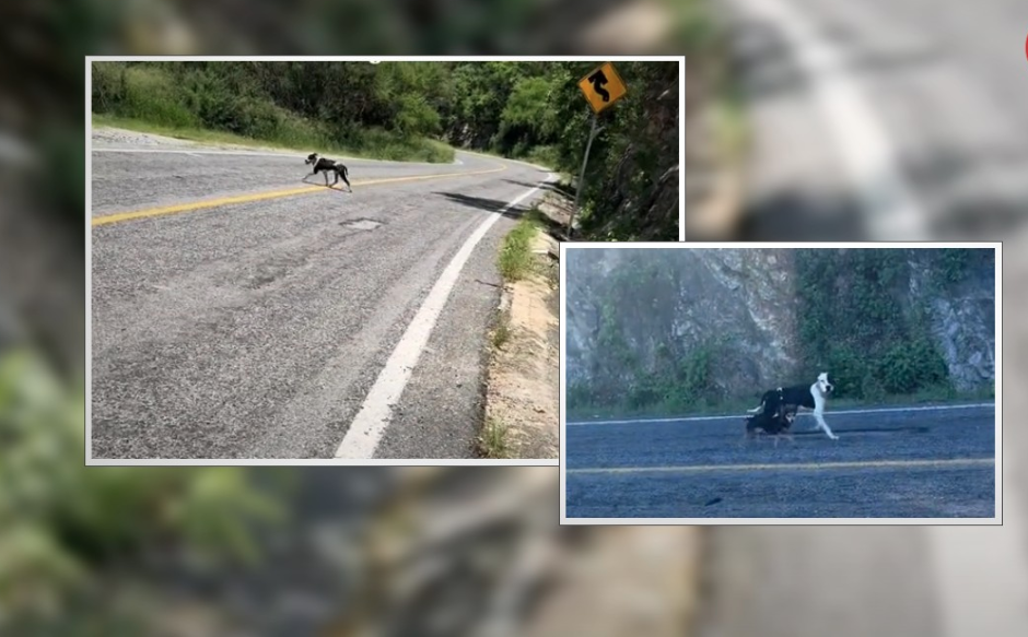 VIDEO: Perrito no abandona a su amigo que falleció en carretera de Tamaulipas