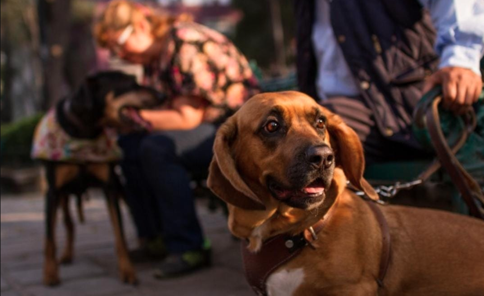 VIDEO: Paseador de perros es captado dándole cerveza a un lomito en Coyoacán