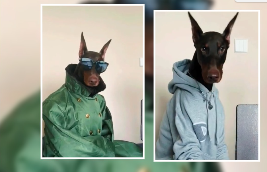 Perrito Doberman enamora las redes con sus increíbles outfits