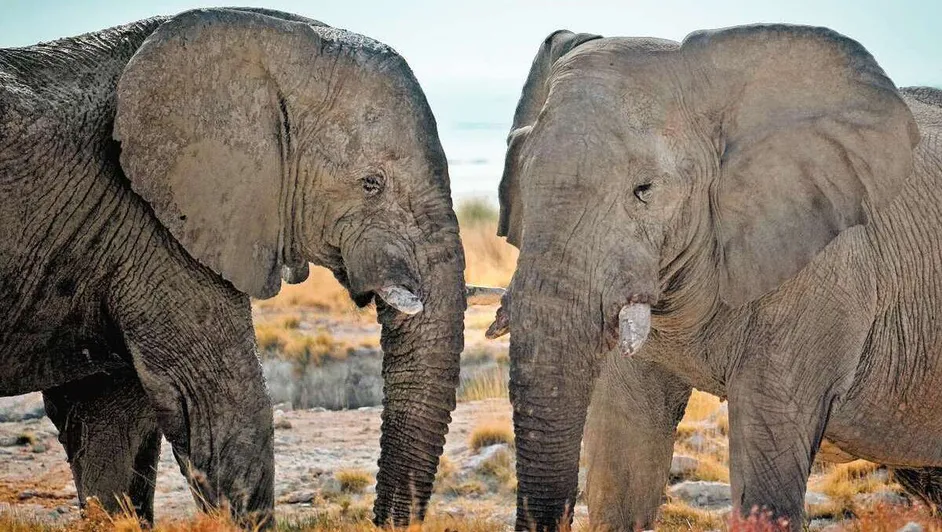 Sacrificarán a 83 elefantes para alimentar personas por hambruna en Namibia, África