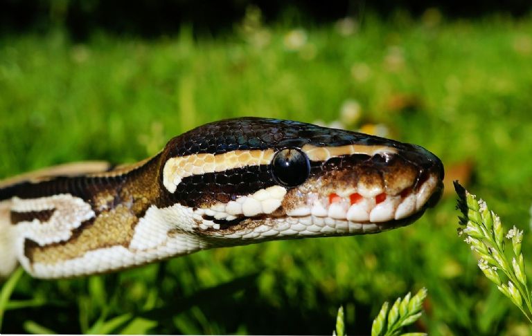 Salió a buscar a su madre y la encontró dentro del estómago de una serpiente pitón