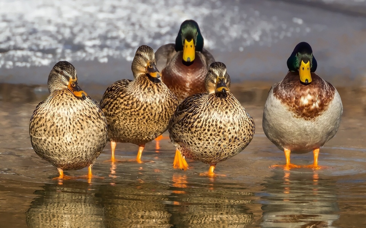 Héroes inesperados: patos salvan a un pingüino del ataque de águilas