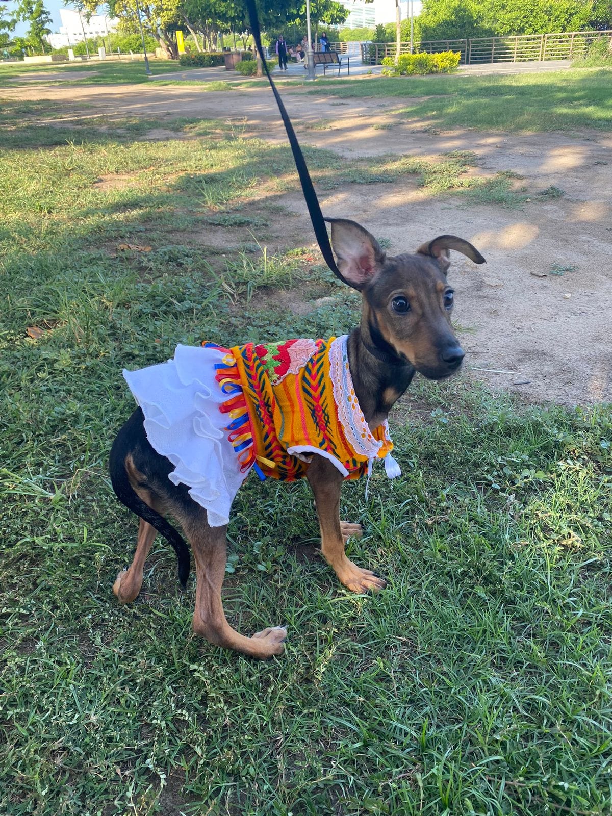 Realizan pasarela de mascotas con temática de fiestas patrias; perritos disfrazados se vuelven virales