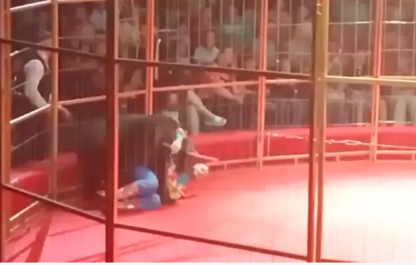 Oso ataca a su entrenador en plena función de circo en Rusia; "el show continuó"