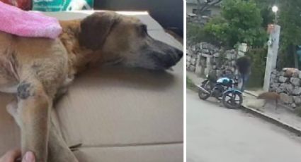 Exigen justicia para “Cacahuate”, perrito que tuvo que ser dormido tras ser agredido en Yucatán