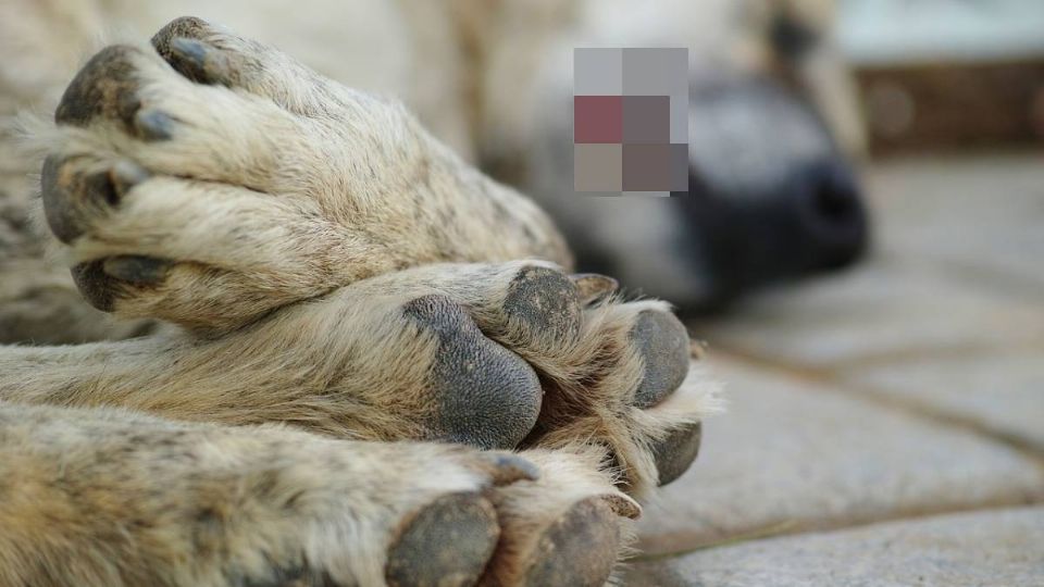 VIDEO: Sujeto asesina con una patineta a un perrito en calles de Atizapán, Edomex