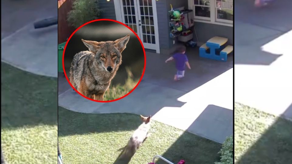 VIDEO: Coyote persigue a una niña de 4 años por el patio de su casa