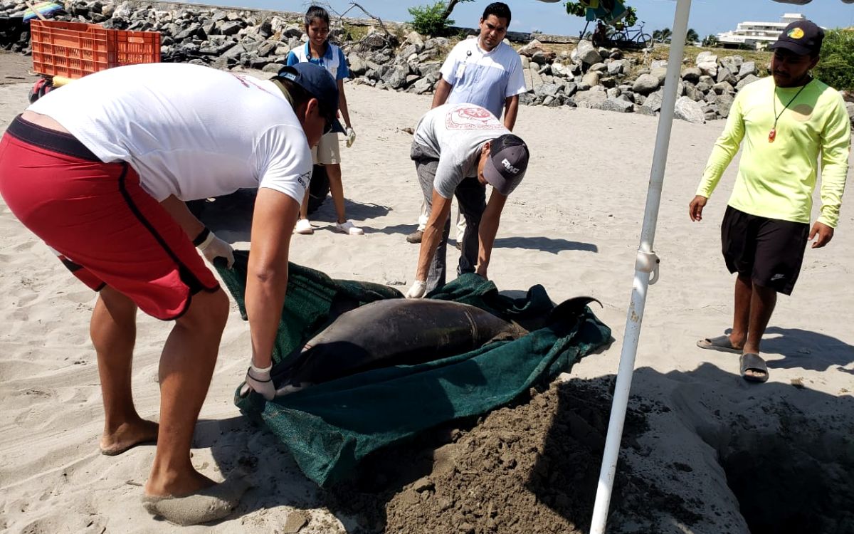 Delfín sin vida aparece en playa de Nayarit; lo sepultan para evitar epidemia