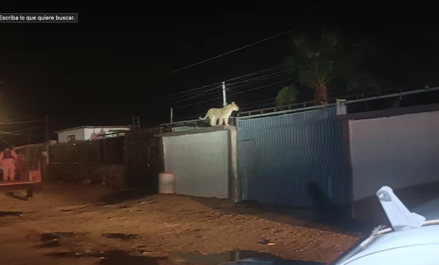 Capturan a leona en colonia de Ciudad Juárez, Chihuahua; el animal fue resguardado