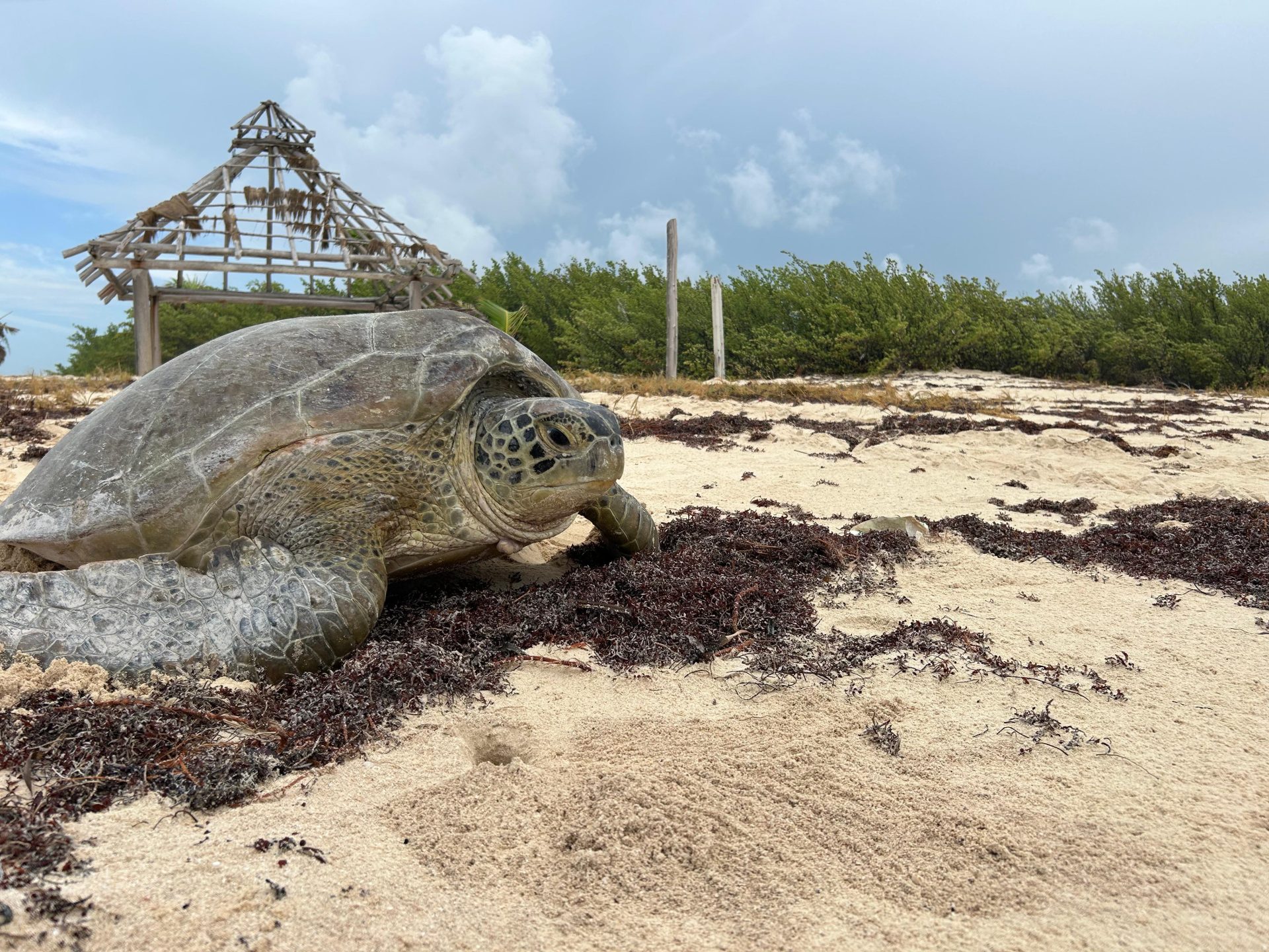 tortuga marina se resguardaron in situ en Punta Brava