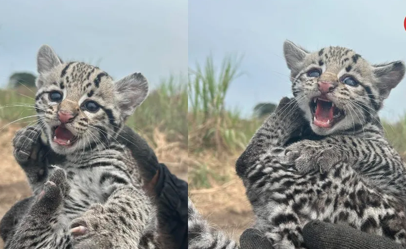 Rescatan a crías de ocelote en Valles, San Luis Potosí